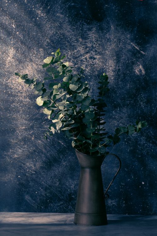 Free Stylish metal pitcher holding green eucalyptus leaves against a textured dark background. Stock Photo