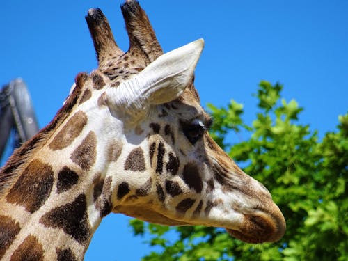 Giraffe Hoofd Naast Groene Doorbladerde Boom