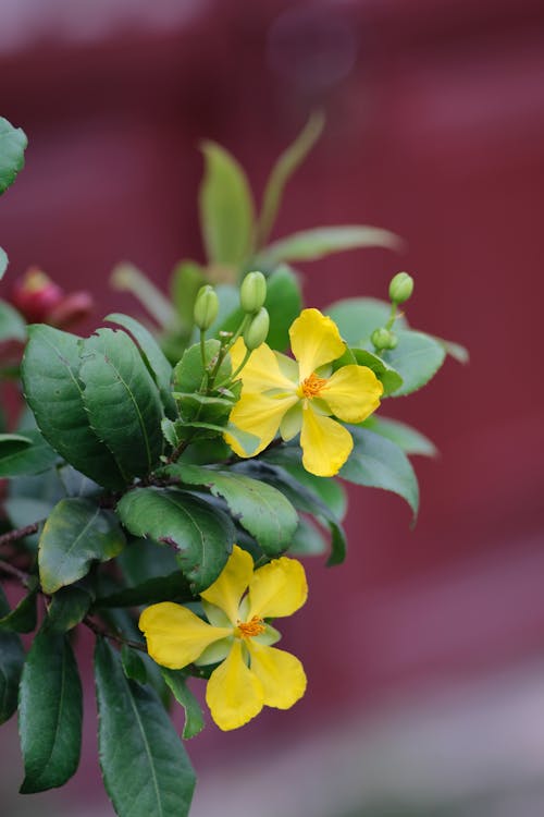 Close-Up Photo of Yellow Flowers