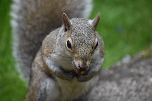 Free Kostenloses Stock Foto zu eichhörnchen, nagetier, nahansicht Stock Photo