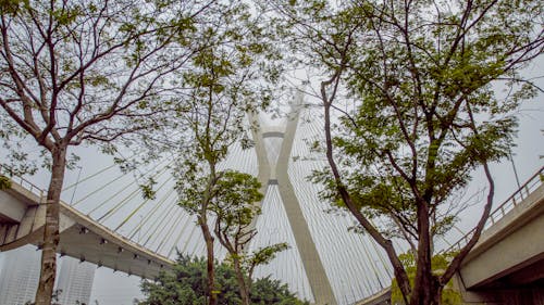Free stock photo of bridge, city, green