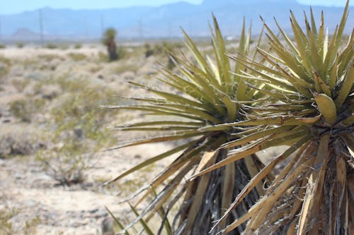 Free stock photo of cactus