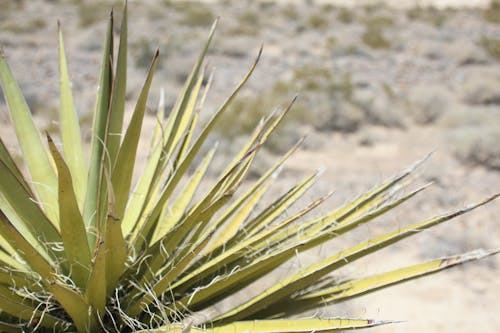 Free stock photo of cactus