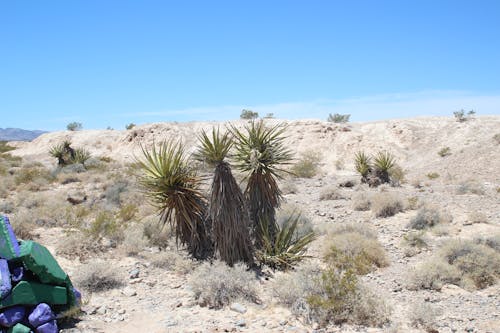 Free stock photo of cactus plants