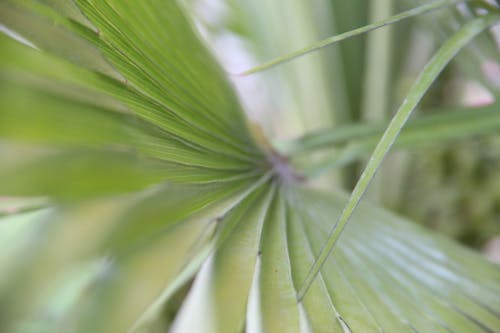 Free stock photo of desert plants