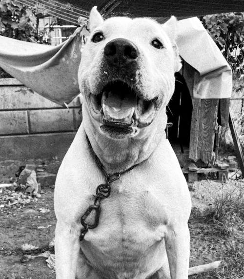 คลังภาพถ่ายฟรี ของ doge argentino, สัตว์, โดจ