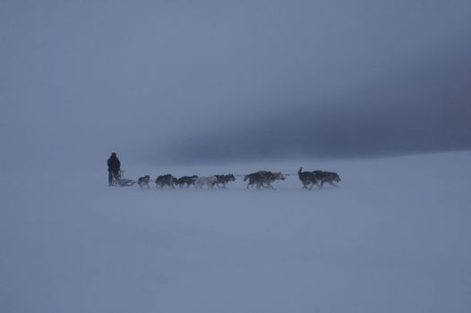 Dog sledding (winter) — Greenland