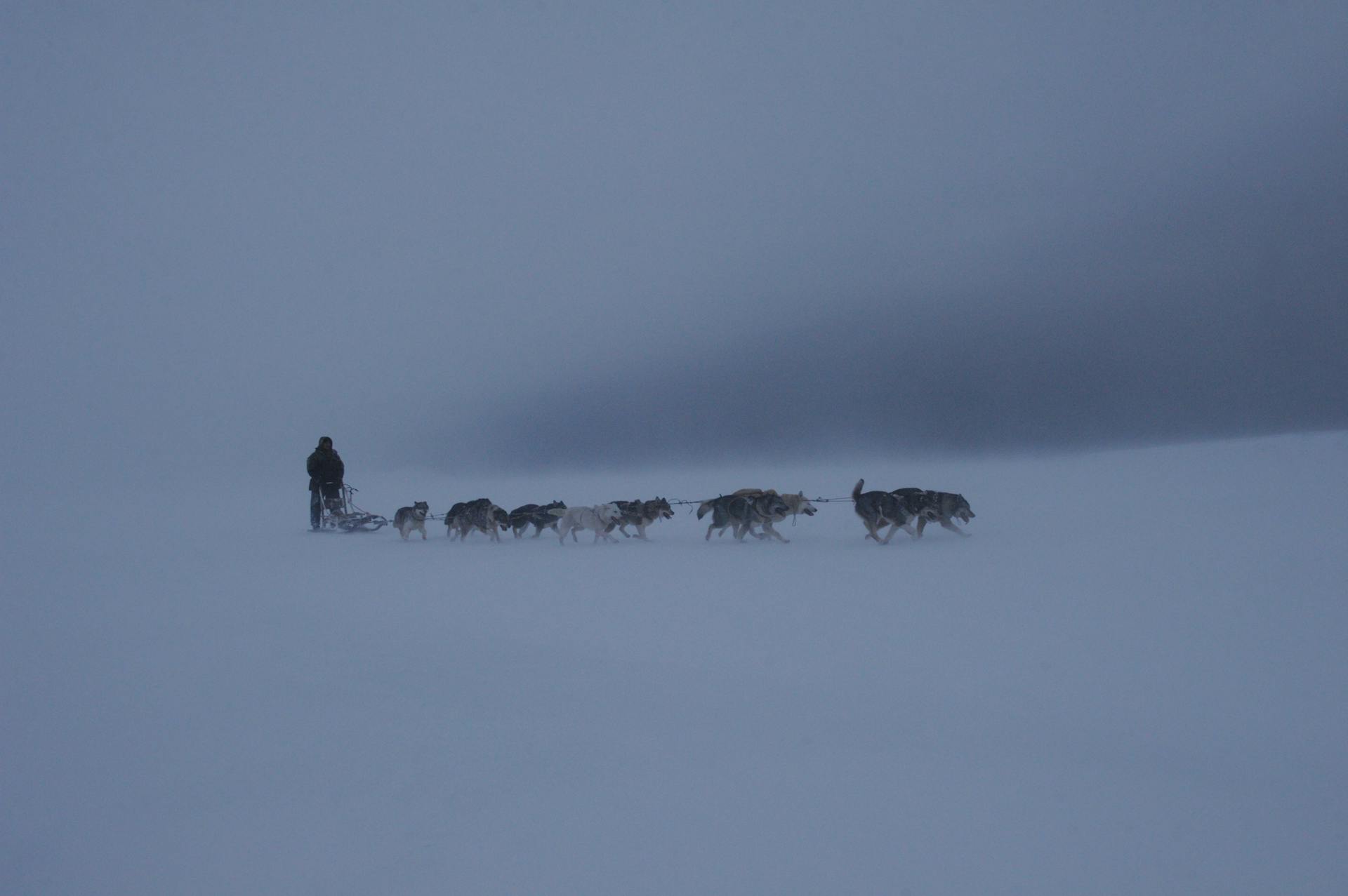 A Person Riding a Sled Pulled by Sled Dogs on Snow Covered Ground