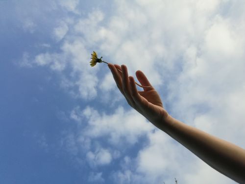 Free A hand holding a small flower against a bright blue sky with scattered clouds. Stock Photo
