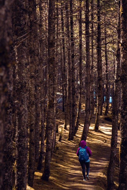 Foto profissional grátis de alto, andando, árvores