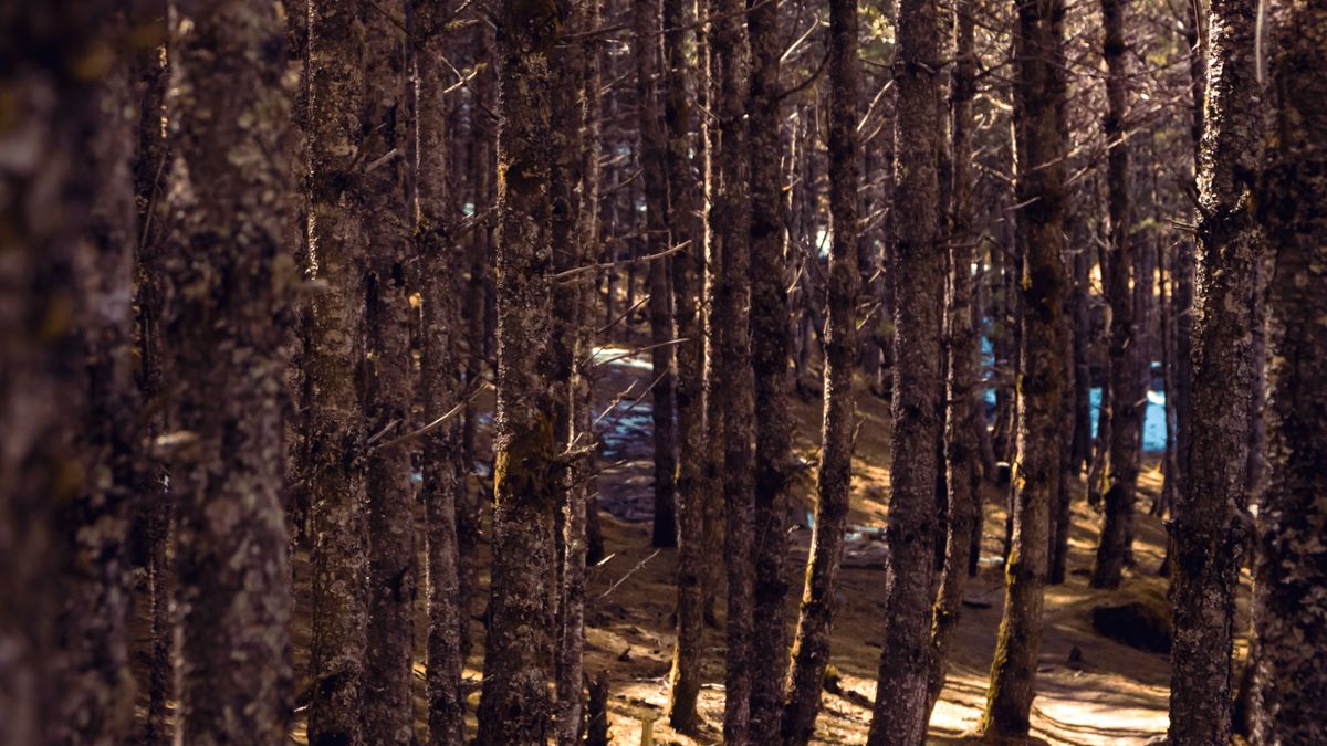 Les bienfaits des balades en pleine nature pour le bien-être mental