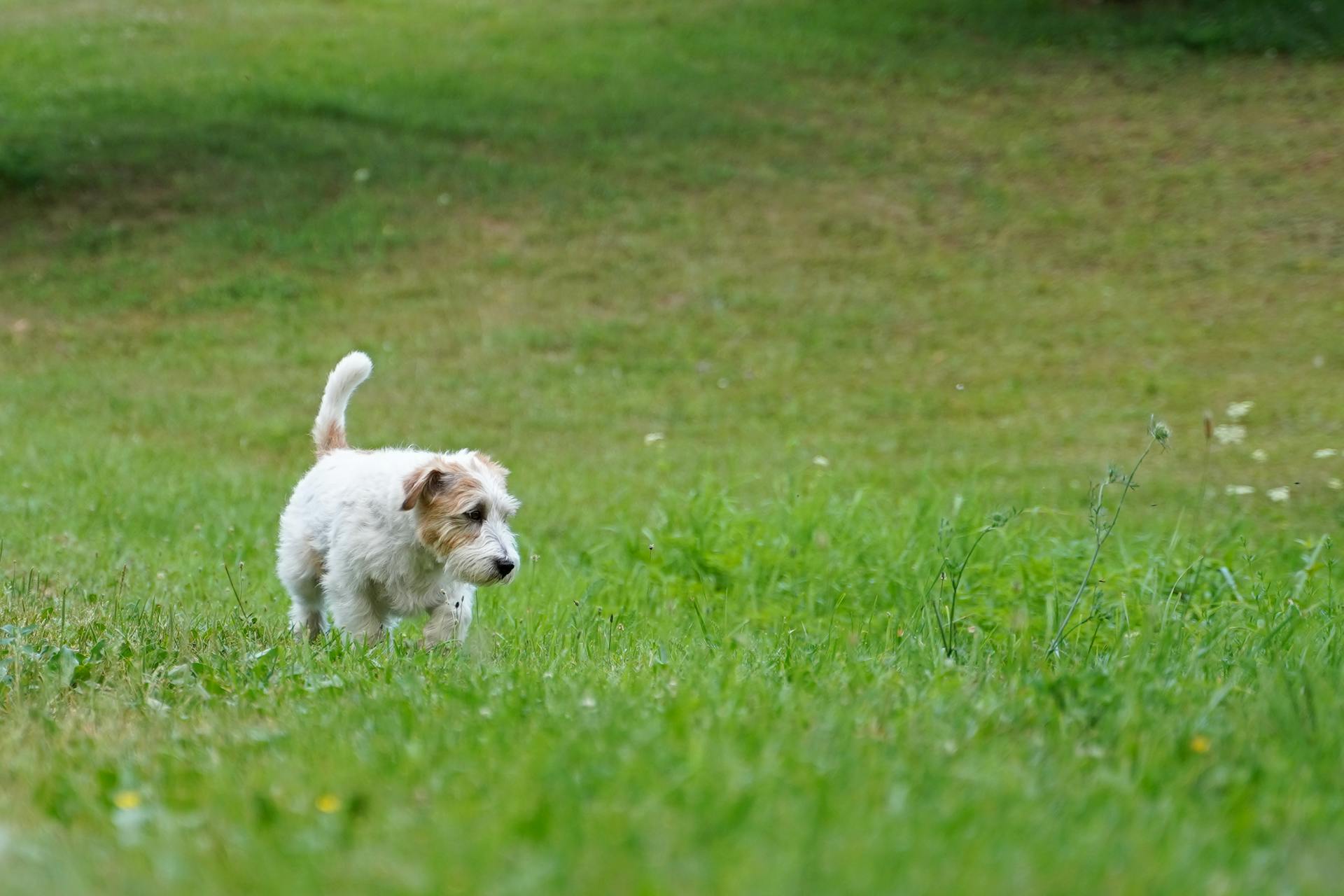 Jack Russell Walking on Grass