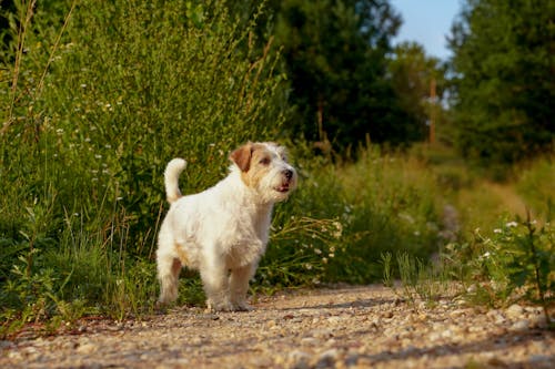 Δωρεάν στοκ φωτογραφιών με jack russell terrier, αξιολάτρευτος, γλυκούλι Φωτογραφία από στοκ φωτογραφιών