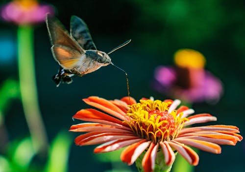 бесплатная Бесплатное стоковое фото с бабочка на цветке, бабочка насекомое Стоковое фото