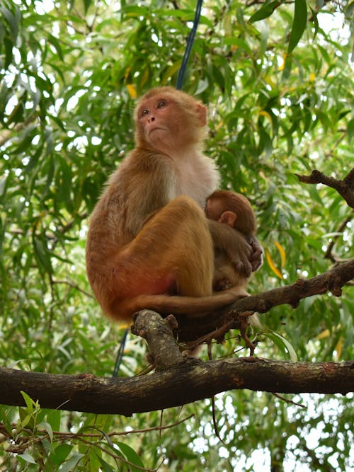 A Monkey with a Baby Up in a Tree