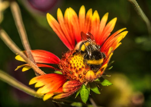 бесплатная Бесплатное стоковое фото с лето, Пчела, цветок Стоковое фото