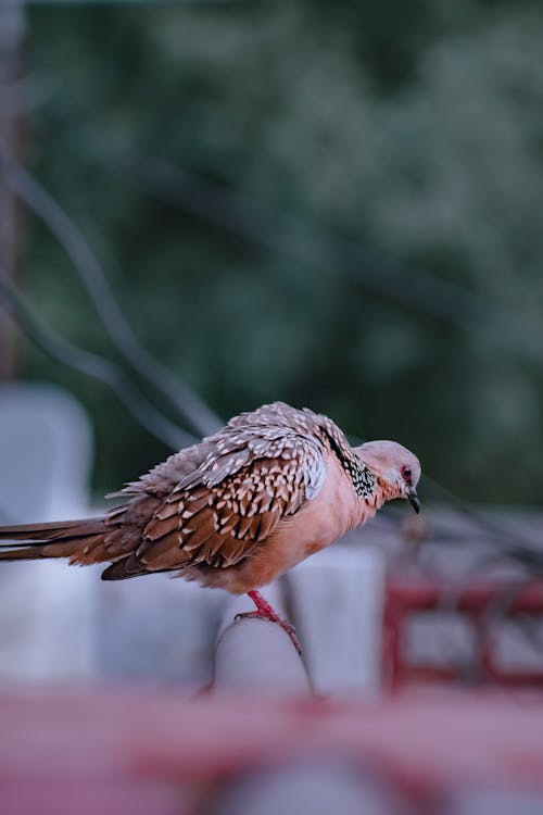 Kostenloses Stock Foto zu federn, flügel, unscharfer hintergrund