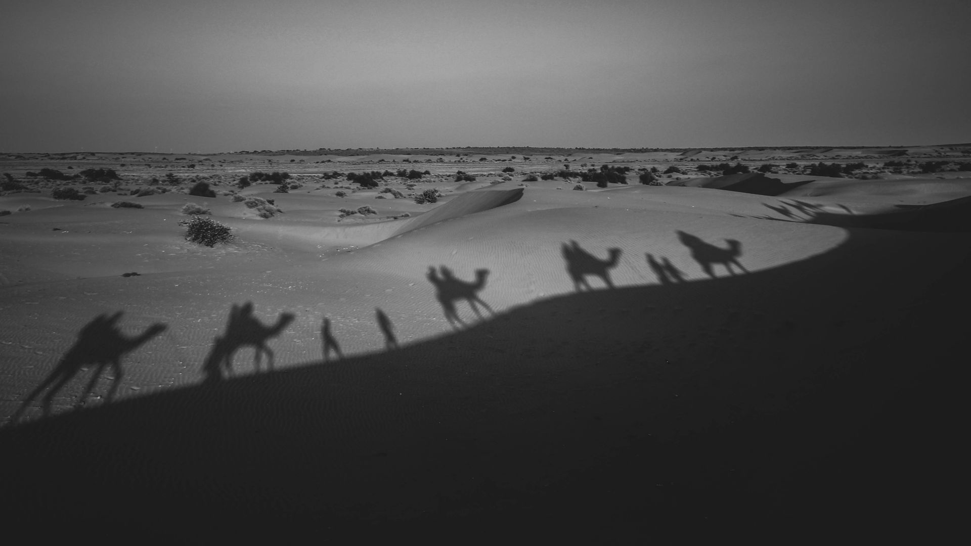 A captivating black and white image of camel caravan shadows crossing a desert landscape.