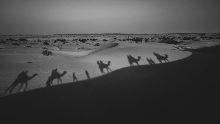 Shadows Of Caravan On Desert