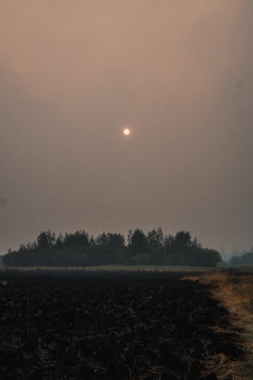 Foto profissional grátis de alvorecer, área, árvores