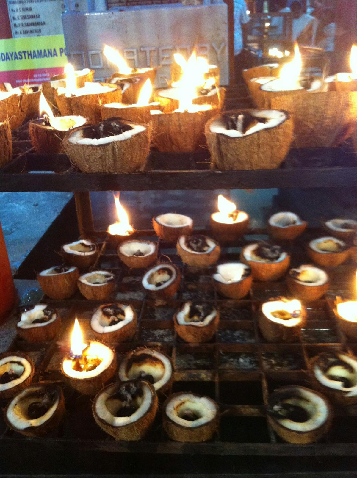 Fresh white lion’s mane mushroom held in a hand, showing its shaggy texture