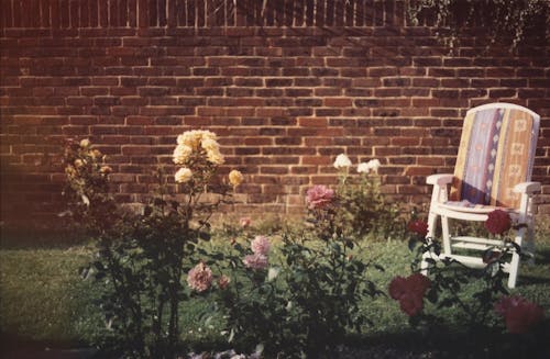 Ilmainen kuvapankkikuva tunnisteilla kukat, kukinta, puutarha