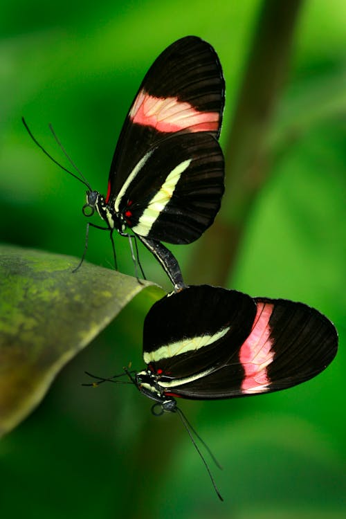 Close up of Black Butterflies