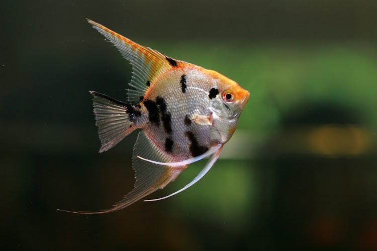 Fresh Water Fish In Close Up Photography