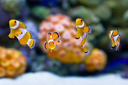 School of Clown Fish in an Aquarium