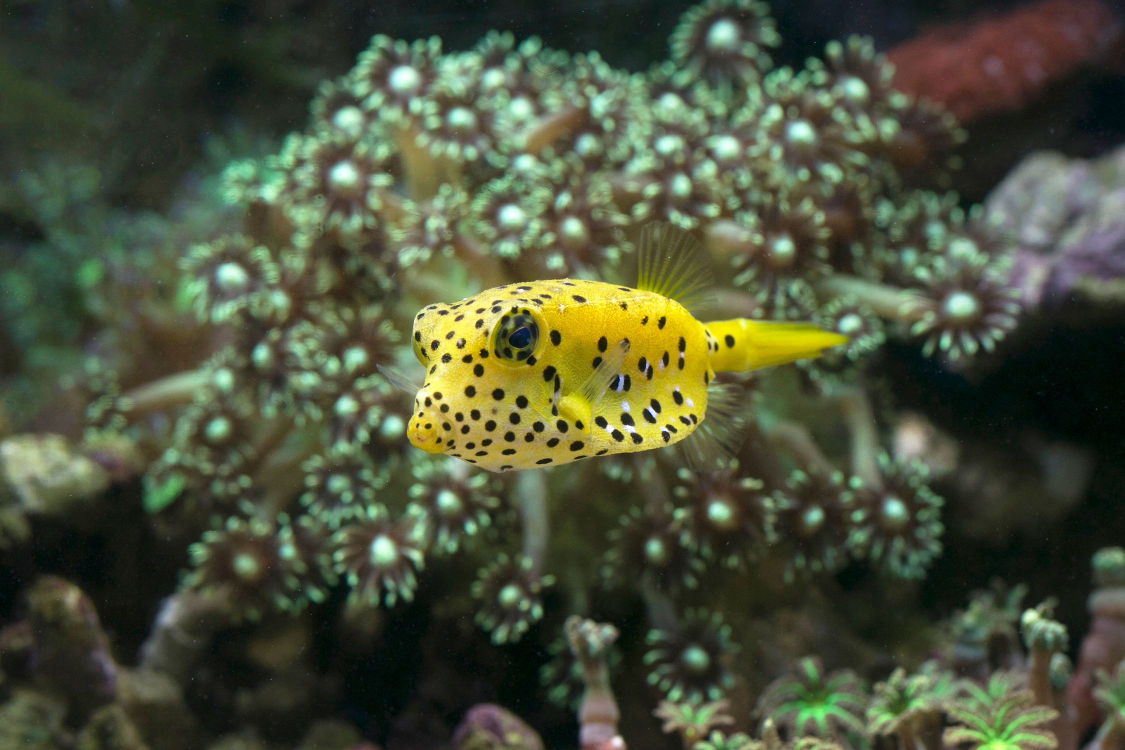 Yellow Boxfish Swimming Beside Corals · Free Stock Photo