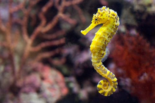 Free Close-up of a vibrant yellow seahorse amidst coral reef, showcasing vivid underwater life. Stock Photo