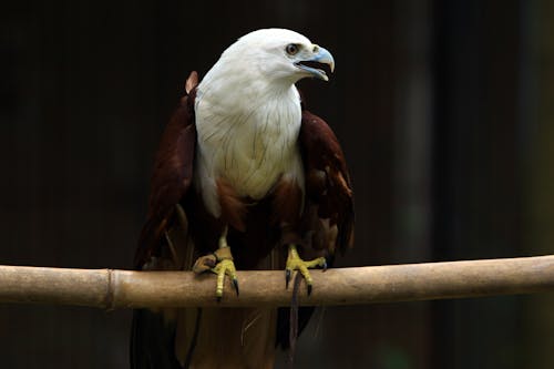 Безкоштовне стокове фото на тему «білоголовий орлан, впритул, здобич» стокове фото