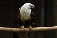 White and Brown Eagle on Brown Tree Branch
