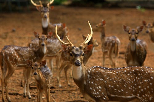 Herd of Deer on Brown Ground