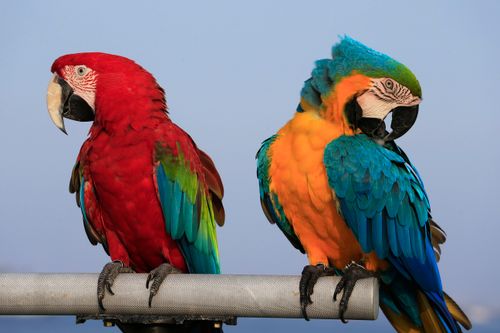 Free Two colorful macaws perched outdoors, featuring vibrant feathers and natural beauty in a serene sky setting. Stock Photo