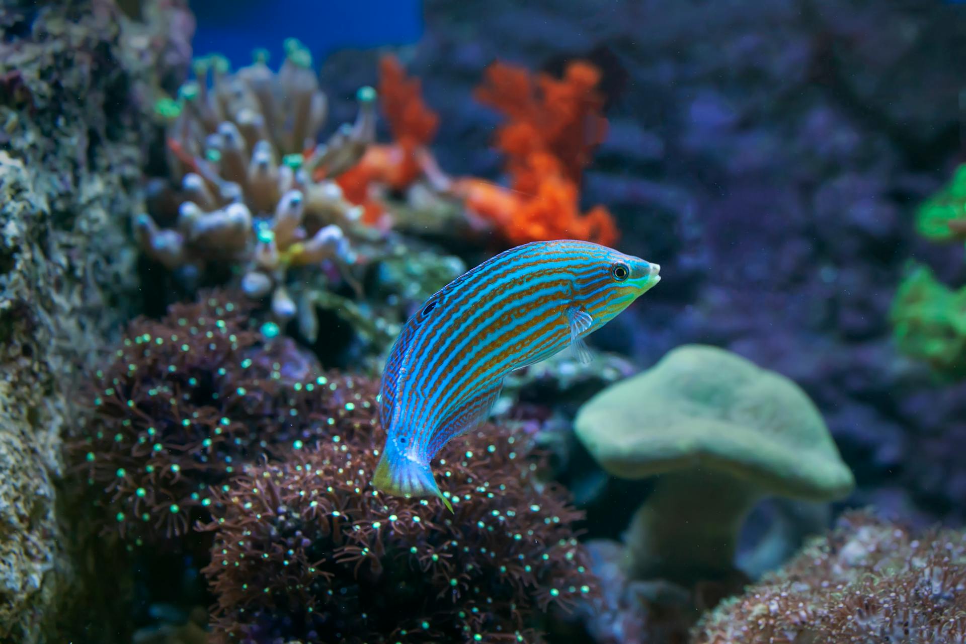 A colorful fish swimming amid diverse corals in an aquarium, showcasing marine beauty.