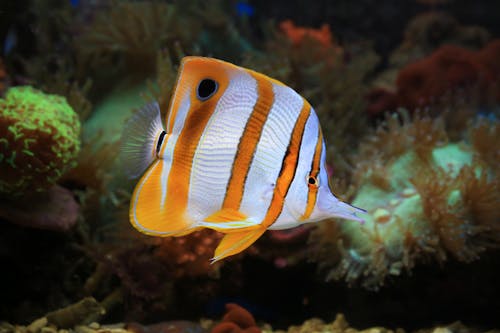 Gratis stockfoto met aquarium, diep, dieren in het wild Stockfoto