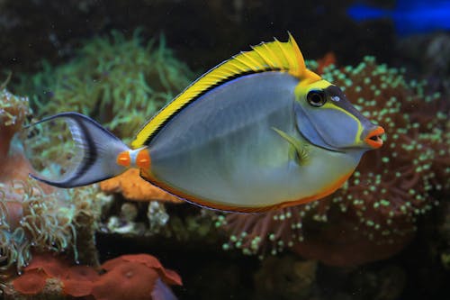 Gratis stockfoto met aquarium, exotisch, h2o Stockfoto