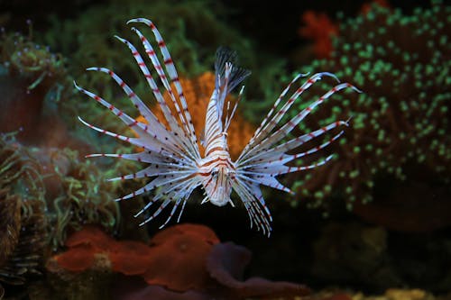 Exotic Fish Swimming in Ocean