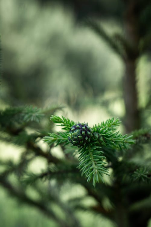 Základová fotografie zdarma na téma detail, jehličnatý, kornout