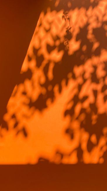 Artistic shadow of leaves cast on a vibrant orange wall creating a dramatic and abstract pattern.