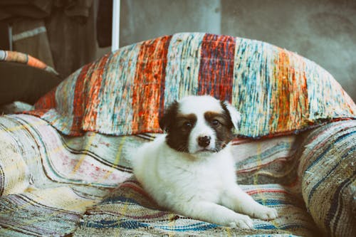 Foto profissional grátis de animal de estimação, animal doméstico, cachorro