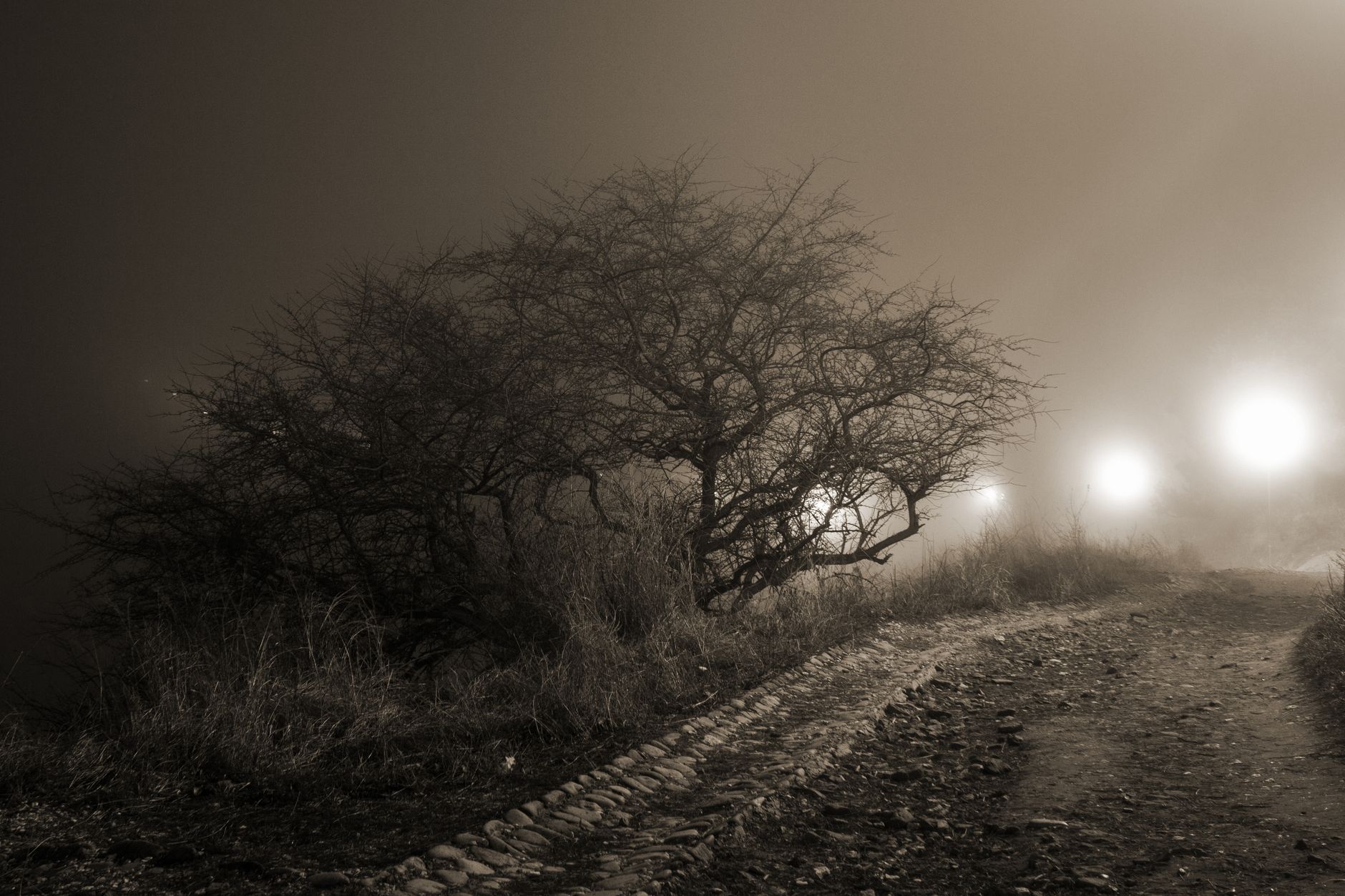 A foggy night scene on a dirt road, illuminated by lights amid leafless trees.