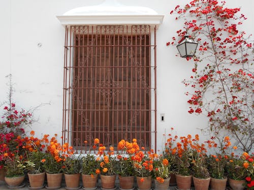 Free Brown Metal Window Frame Surrounded by Flowers Stock Photo