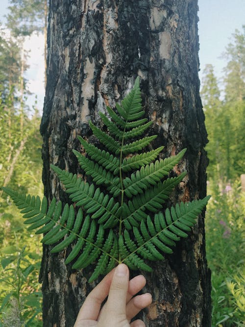 Close-Up Shot of a Person Holding a Fern Leaf