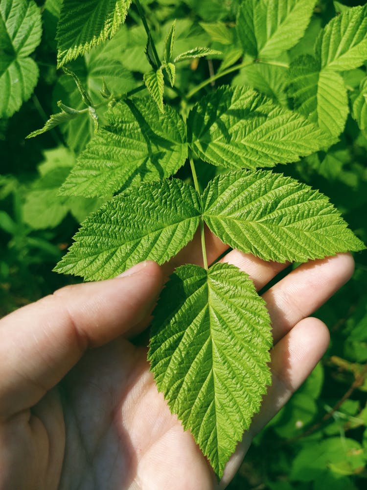 Close-Up Shot Of A Person Holding Mint Leaves