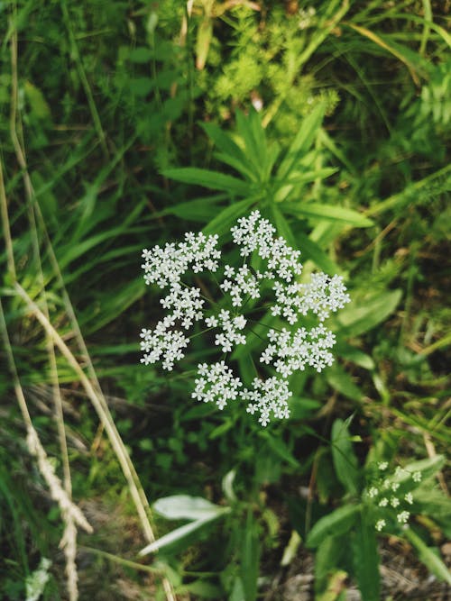 Vertical Shot of Flowers