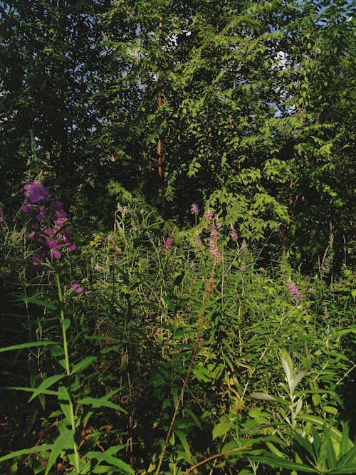 Purple Flowers Growing in the Wild