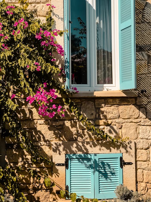 Vines Bearing Flowers Crawling on the Wall