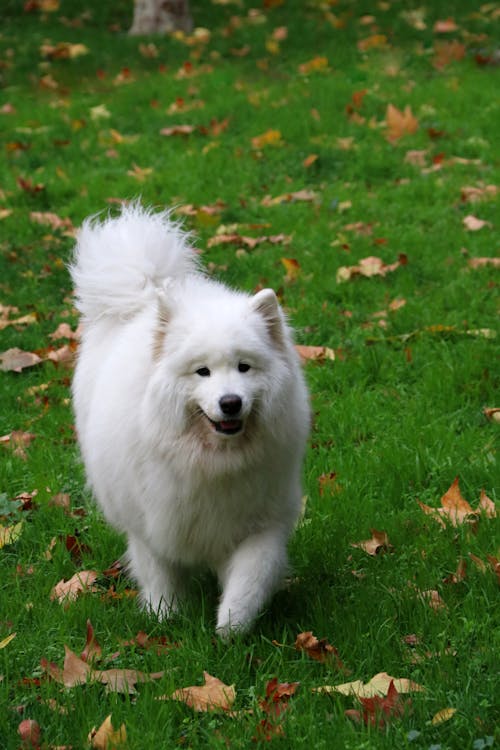 Free White Long Coat Dog on Green Grass  Stock Photo